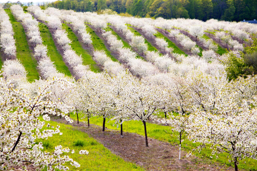 cherry blossoms