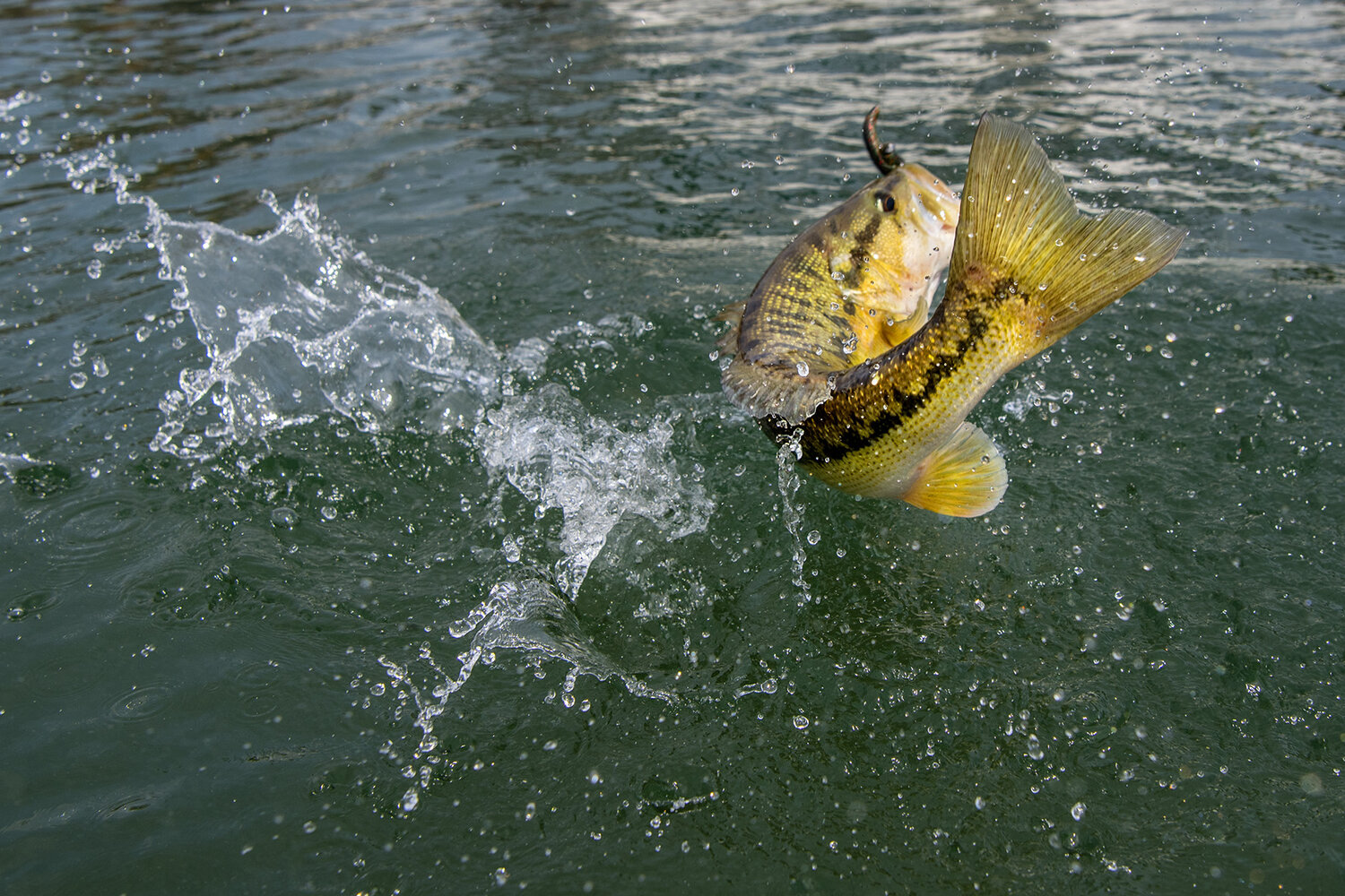 A Spotlight on Lake Chickamauga