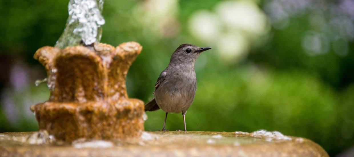 How to Attract Birds to Your Lake House