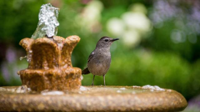 How to Attract Birds to Your Lake House