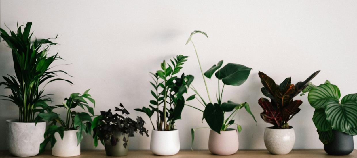 Fall Indoor Plants for Your Lake House