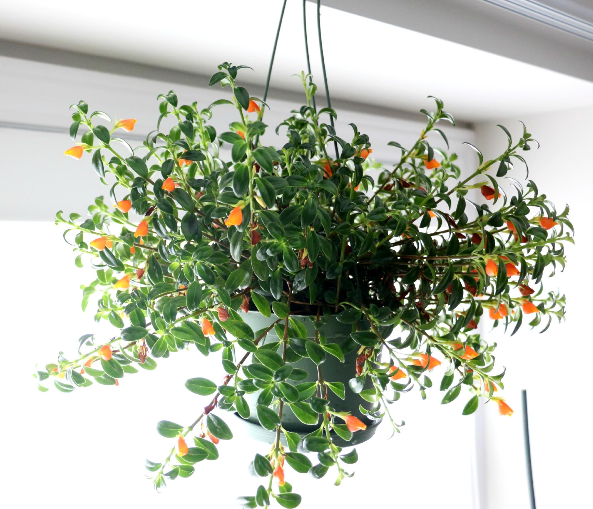 Fall Indoor Plants for Your Lake House