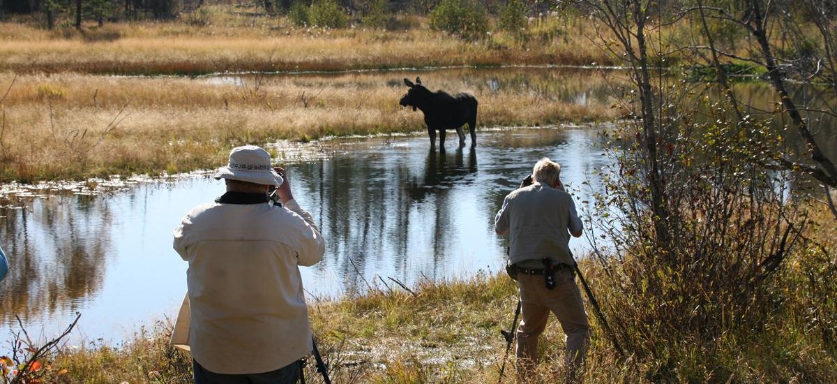 Fall Lake Activity: Spotting Wildlife