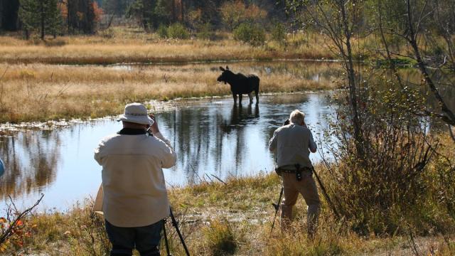 Fall Lake Activity: Spotting Wildlife