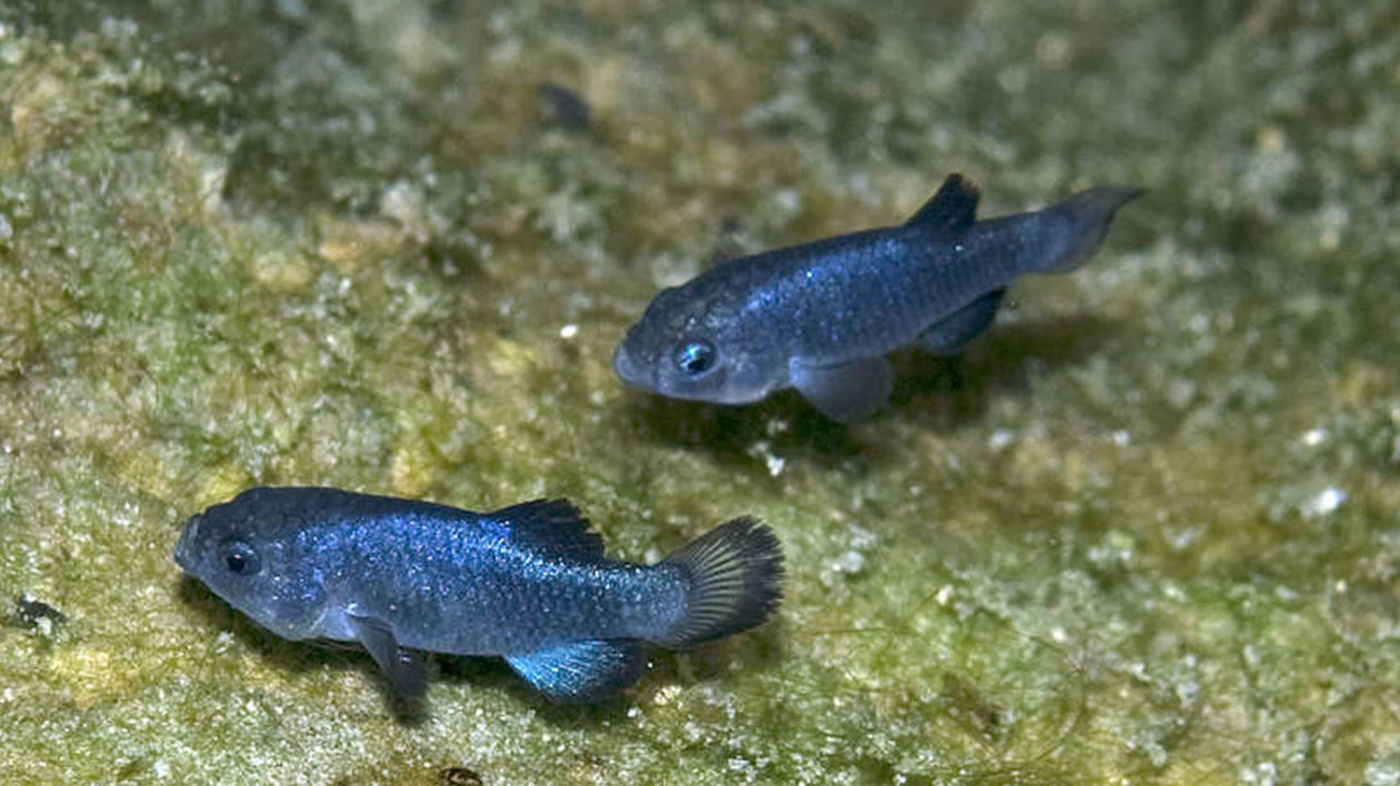 5 Rarest Freshwater Fish in the World