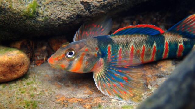 5 Rarest Freshwater Fish in the World