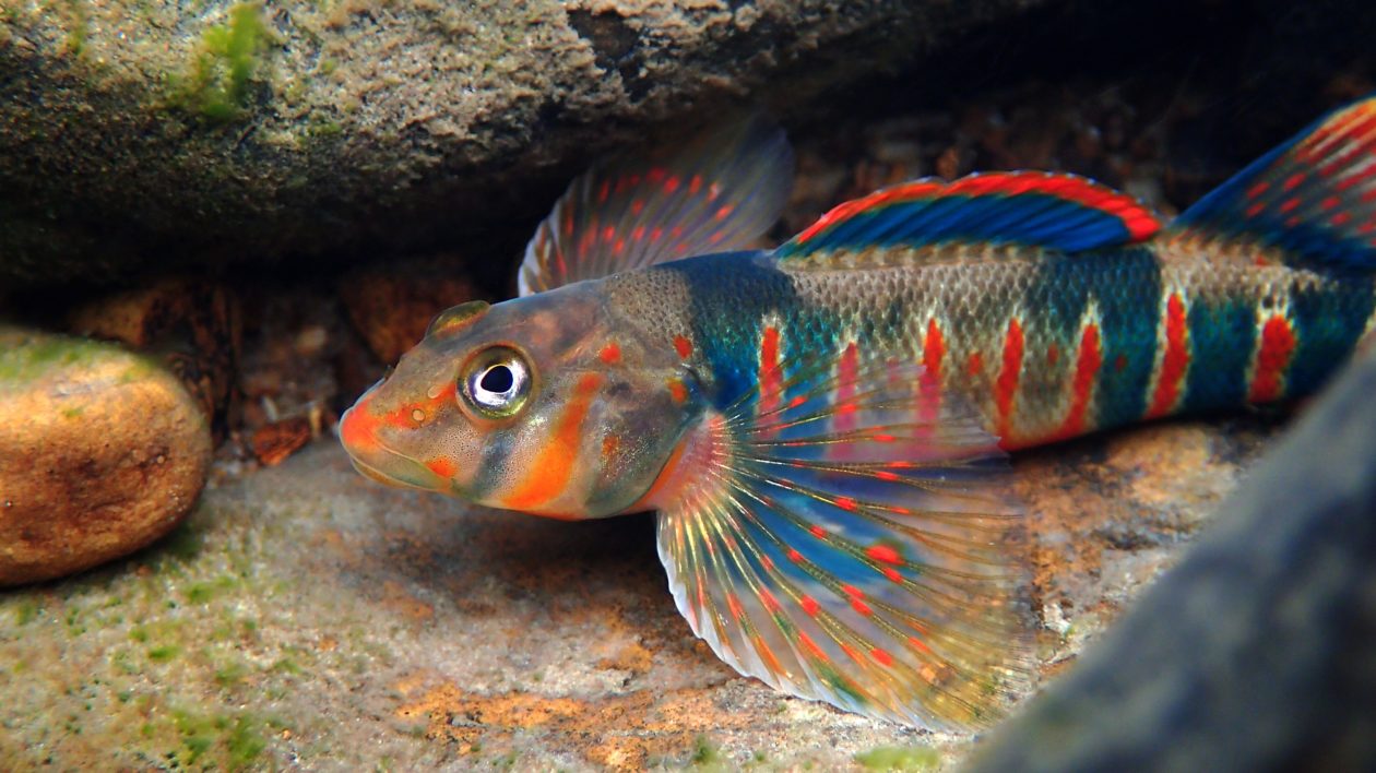 most beautiful freshwater fish in the world