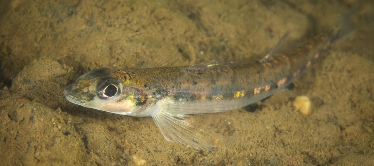 5 Rarest Freshwater Fish in the World
