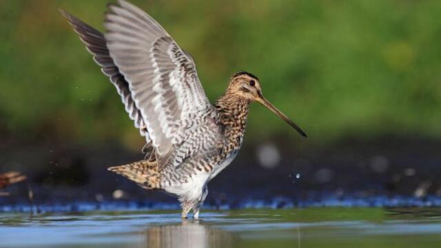 Birdbrains or Geniuses? 5 Impressive Facts about Bird Migration