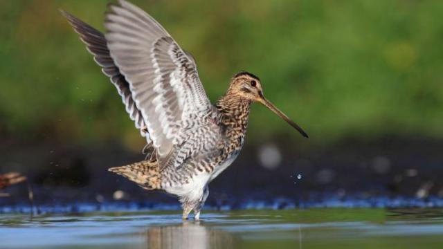 Birdbrains or Geniuses? 5 Impressive Facts about Bird Migration