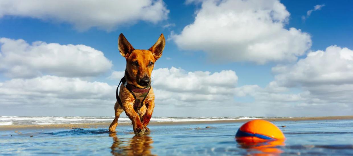 The Best Lake Toys for Dogs in 2021