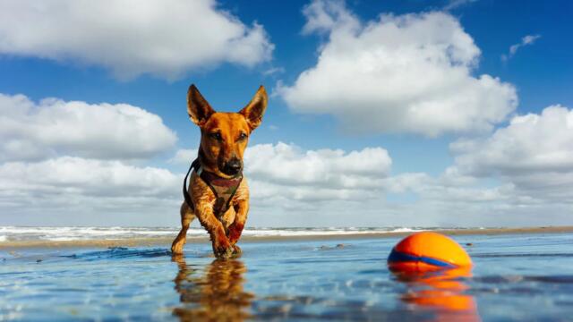 The Best Lake Toys for Dogs in 2021