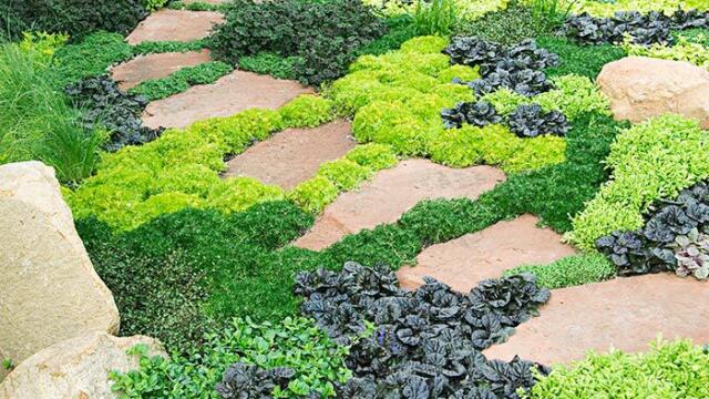 The Best Types of Ground Covers for Your Backyard