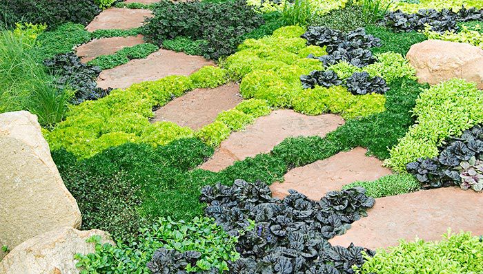Ground Covers For Your Backyard, Ground Covering Ideas