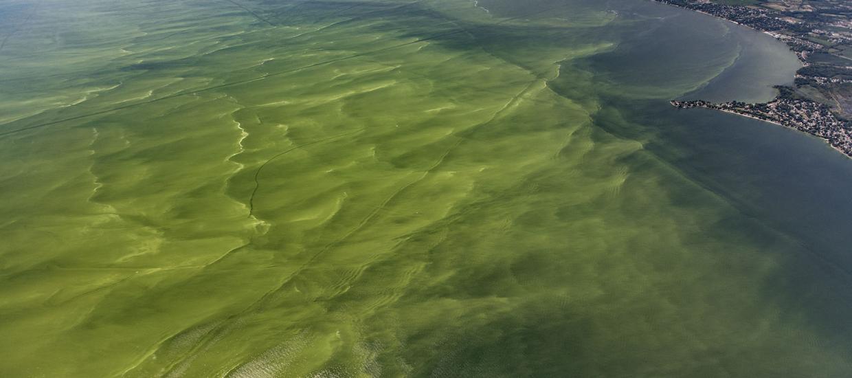 All You Need to Know about Algae Blooms