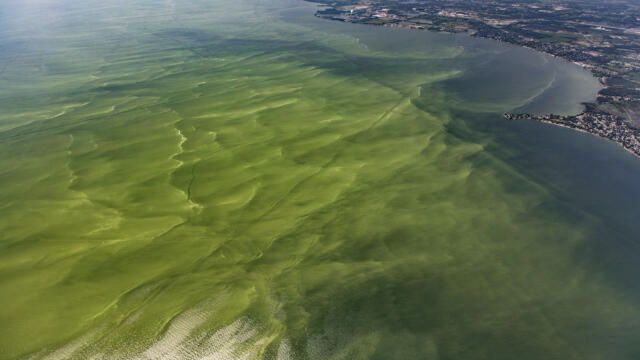 All You Need to Know about Algae Blooms