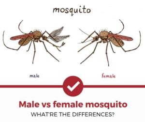 Mosquito Mythbusting: 5 Facts and Myths about Mosquitoes