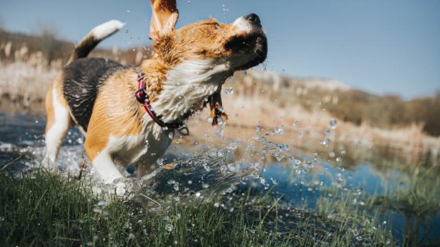 Lake-Friendly Dog Breeds