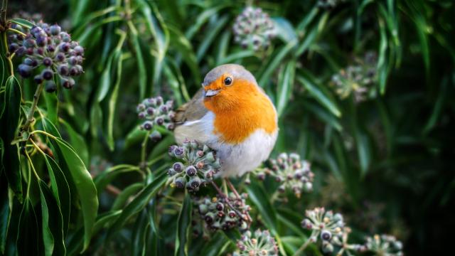 How to Identify Birds