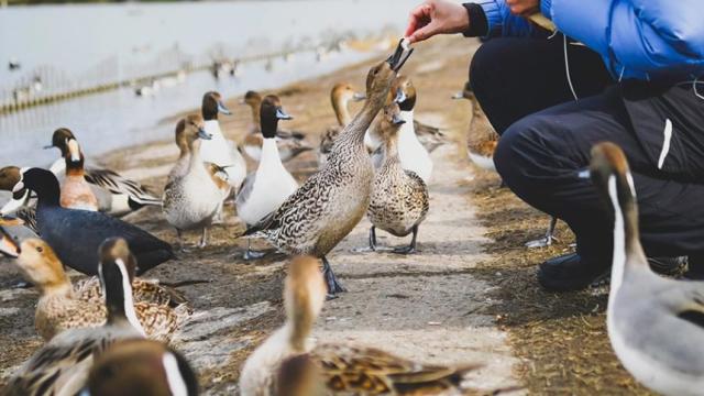 5 Reasons Not to Feed Wildlife