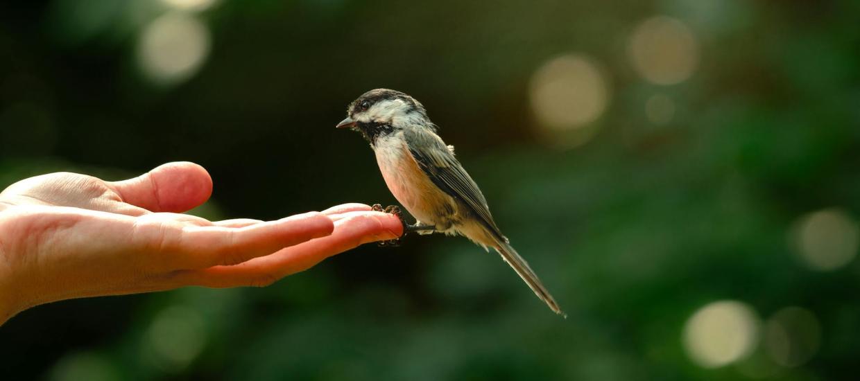 How to Identify Birds