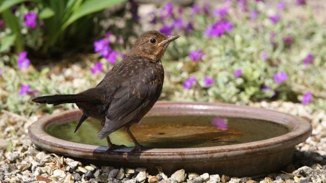 5 Types of Bird Baths for Your Backyard
