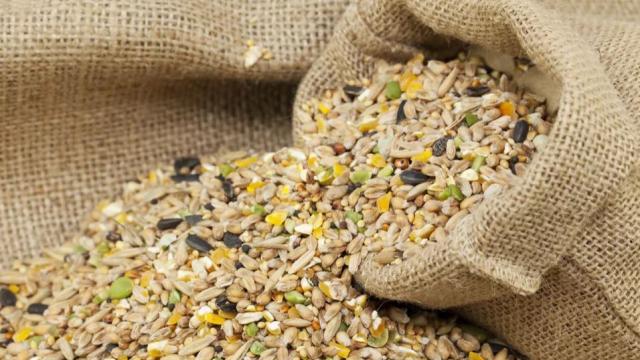 DIY Bird Seed Tips