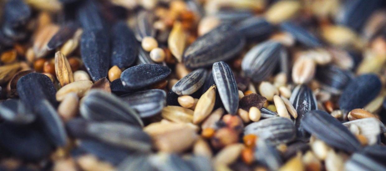 DIY Bird Seed Tips