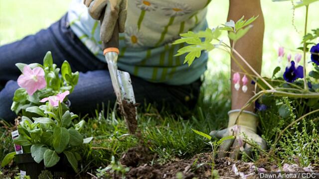 Five Garden “Weeds” That You Won’t Want to Pull