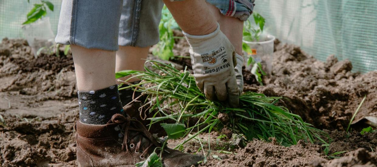 Five Garden “Weeds” That You Won’t Want to Pull