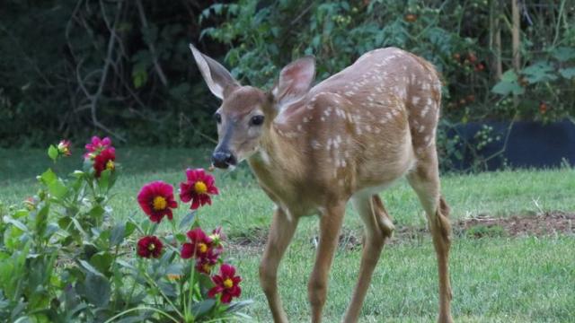 Four Ways to Make a Deer-Resistant Lake Homes Landscape