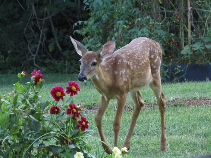 deer fawn