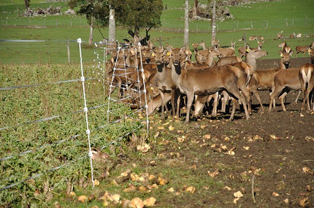 Deer fence