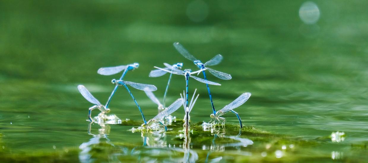 Lake Insects to Watch Out For