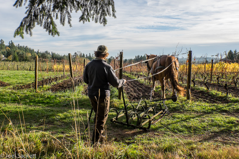 Man using horse power to plow vineyard to produce Washington wines. 