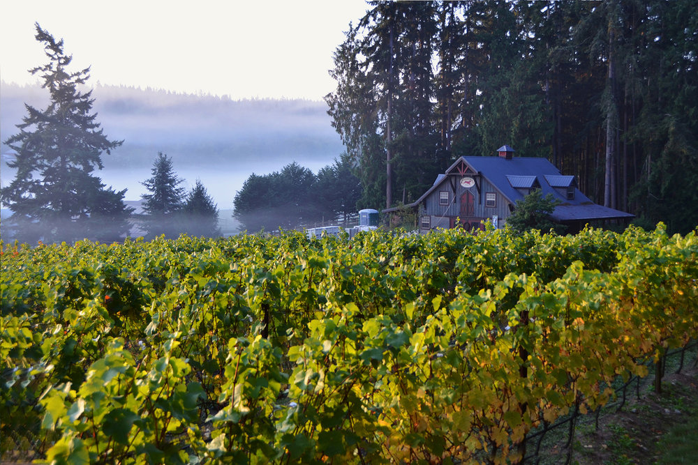 Large vineyard with foggy mountains in the distance near a local Washington winery.