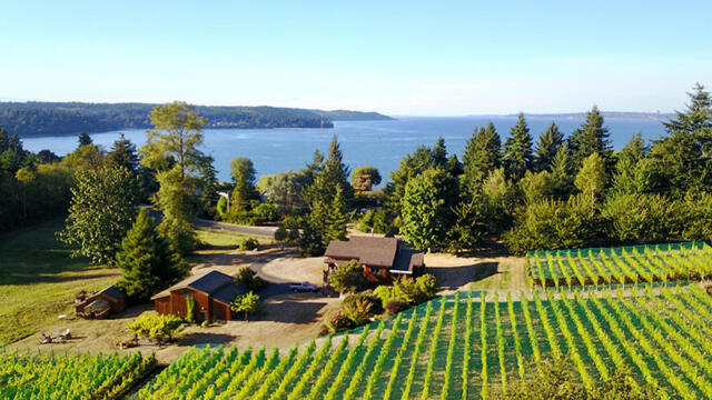 Vineyards in Washington overlooking the Puget Sound near Seattle.
