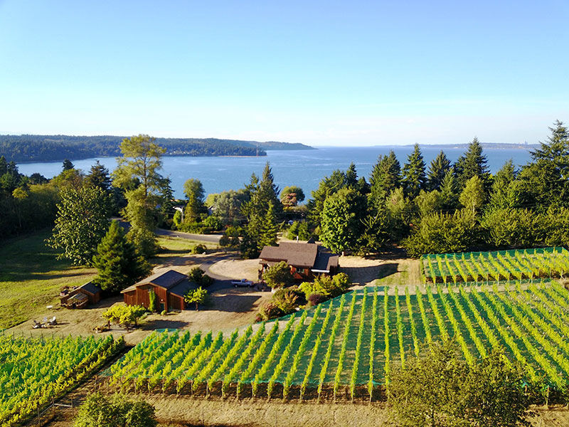 Grape producers in Washington near Puget Sound