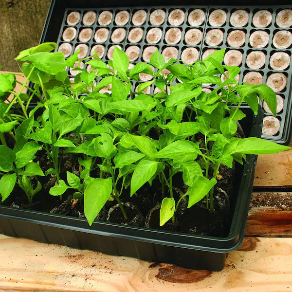 The Jiffy SuperThrive, a collection of seed pods to help a gardener start a greenhouse. 