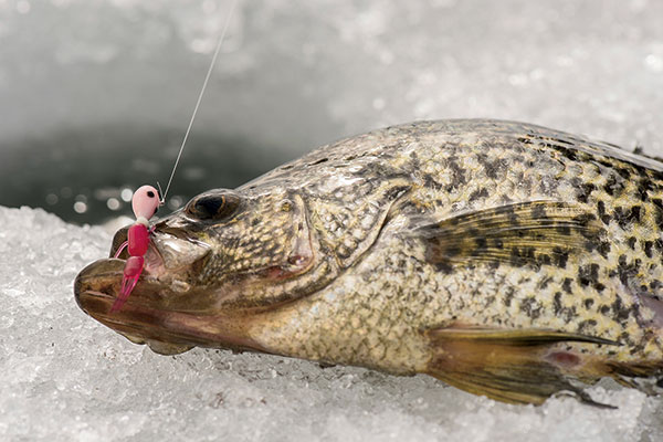 A panfish with a jig in its mouth positioned on the ice next to a fishing hole.