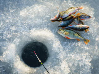 Fish beside ice fishing hole on frozen lake.