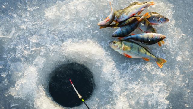 Fish beside ice fishing hole on frozen lake.