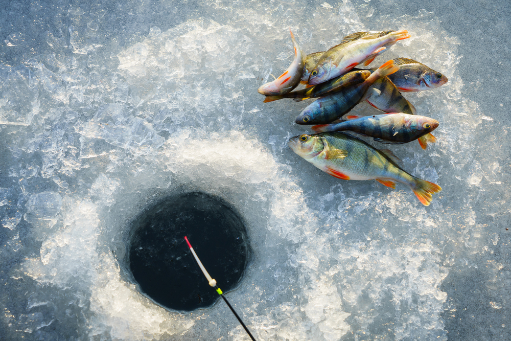 Fish on ice next to hole with fishing line in it during an ice fishing endeavor. 