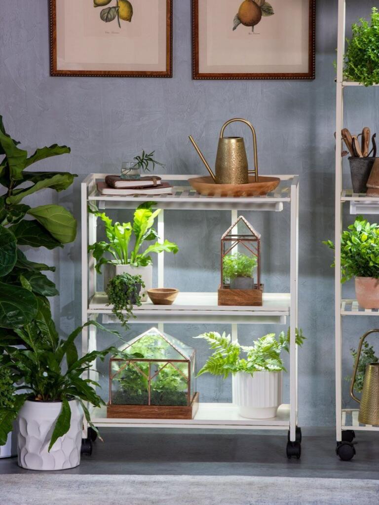 Green indoor plants on a white shelf with antique pictures above them