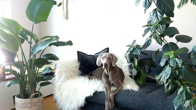 Pet-Friendly Houseplants