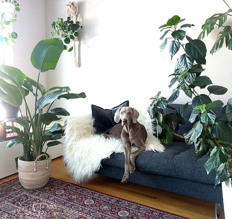 Dog sitting on couch with plants around. 