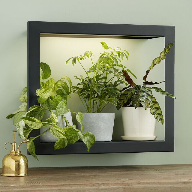 Plants sitting inside a blue frame