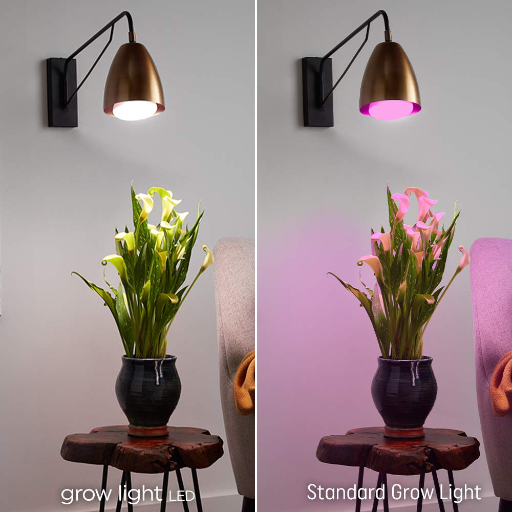 LED vs regular light bulbs over a plant. 