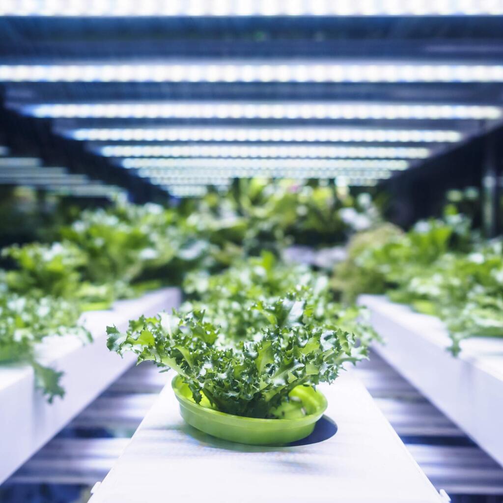 Curly green plant resting under rows of LED light panels. 