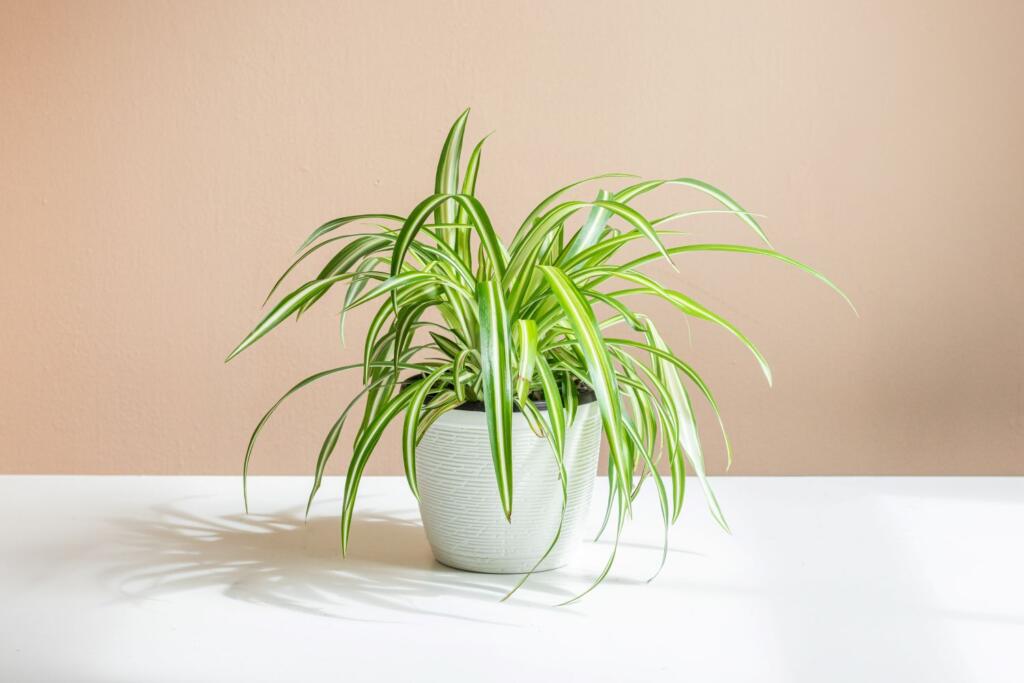 Spider plant, safe for dogs and cats